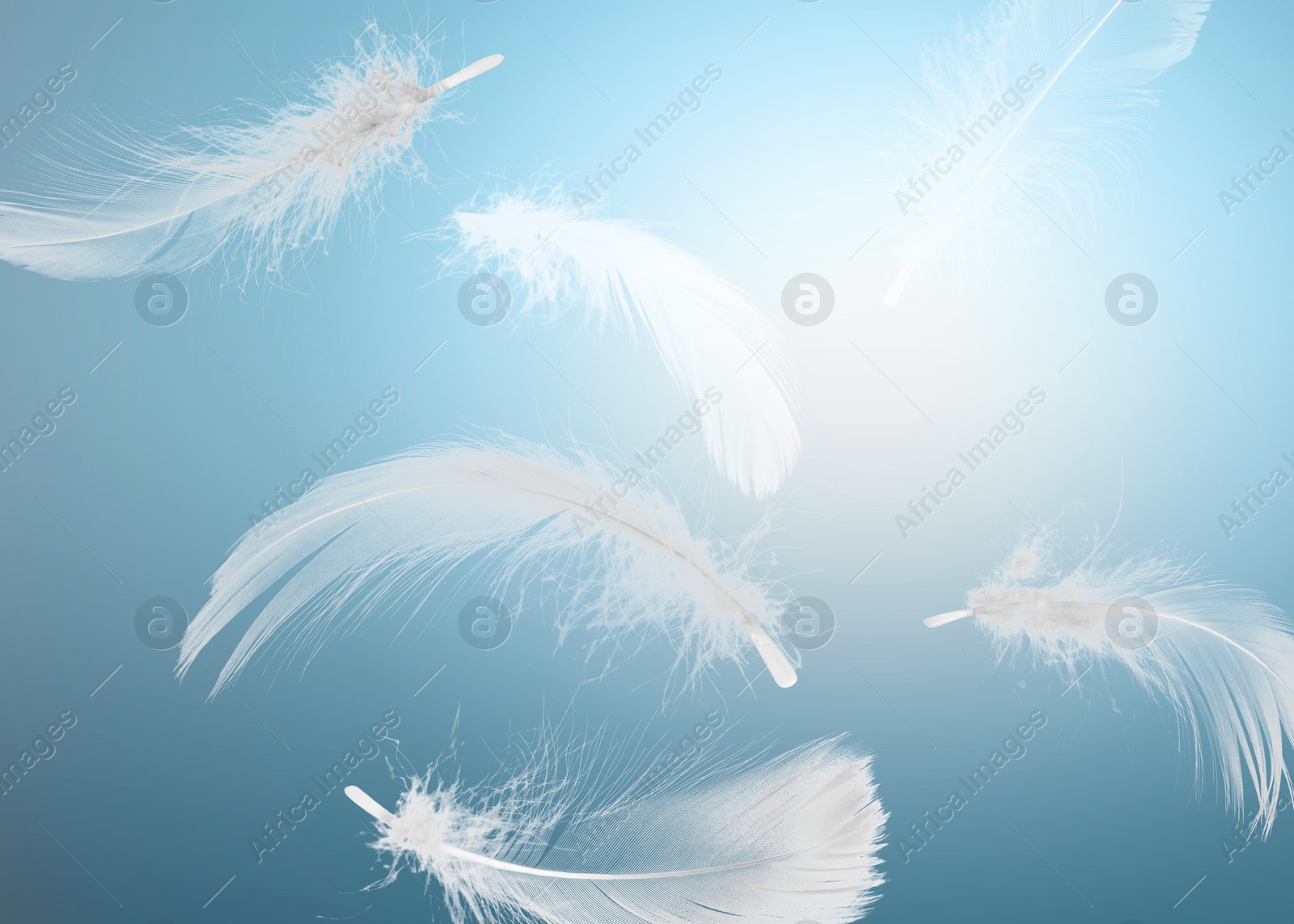 Image of Fluffy bird feathers falling on light blue background