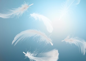 Image of Fluffy bird feathers falling on light blue background