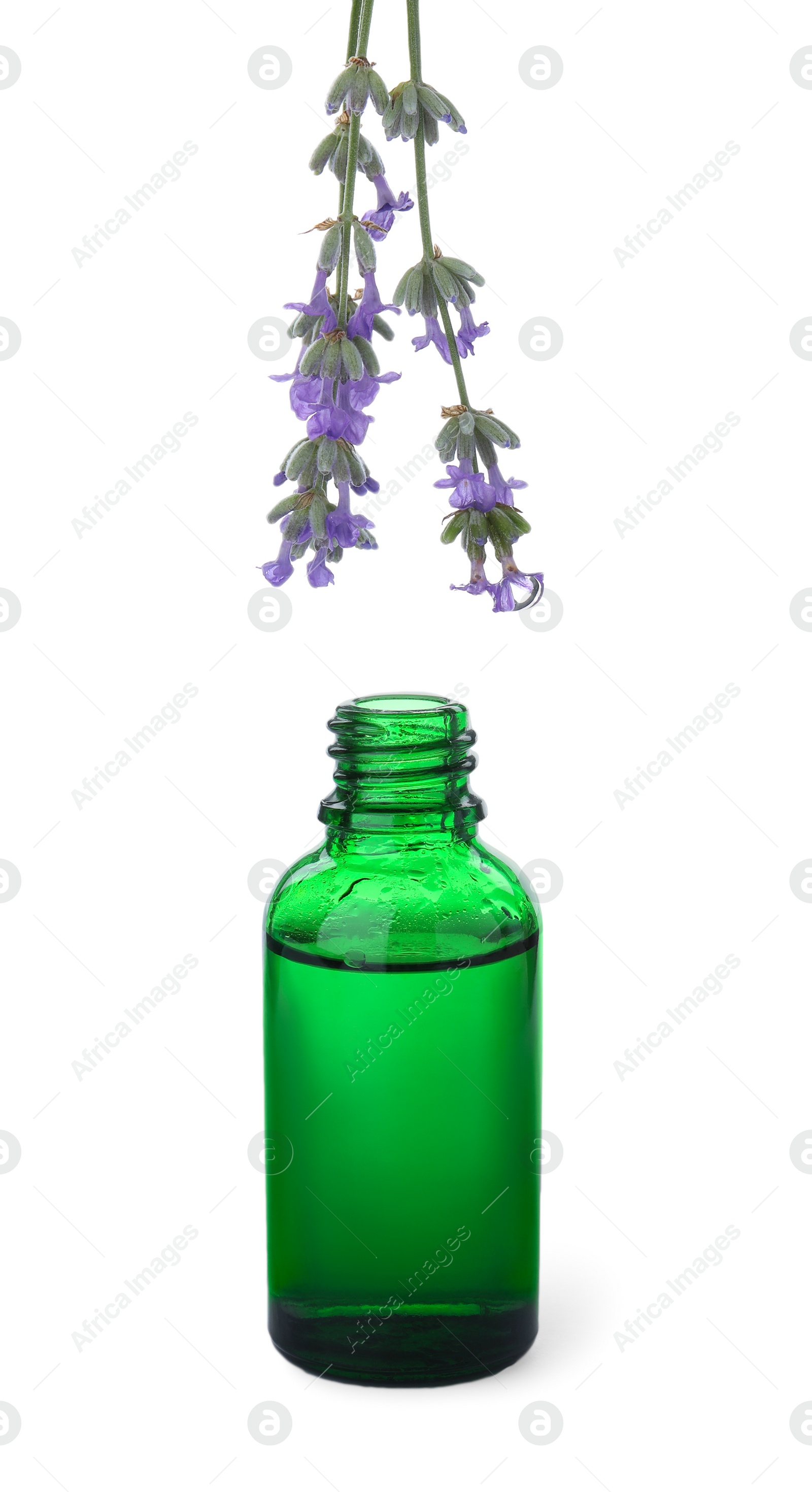 Photo of Lavender flowers over bottle with essential oil isolated on white