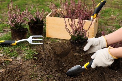 Photo of Woman planting flowering heather shrub outdoors, closeup