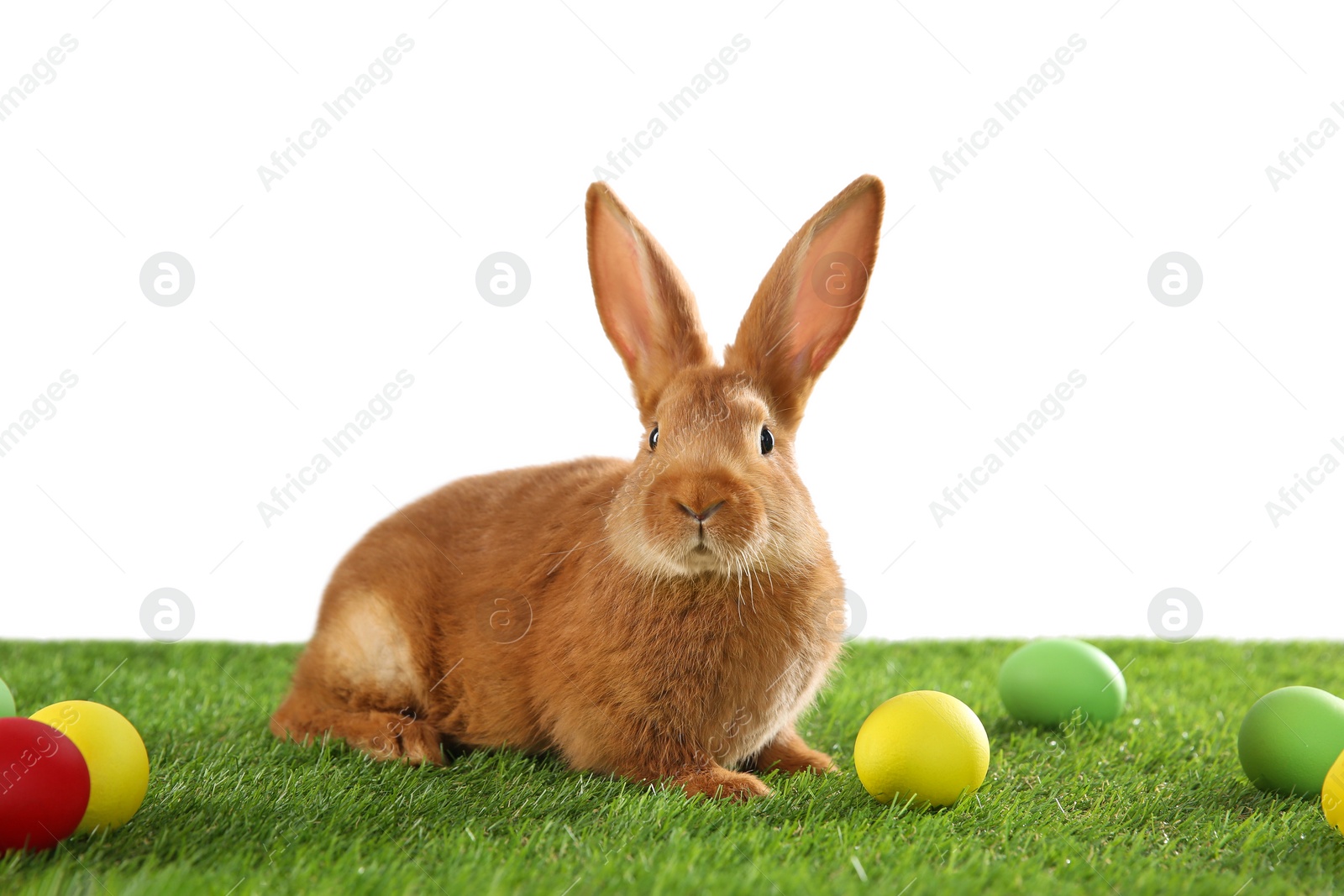 Photo of Cute bunny and Easter eggs on green grass against white background