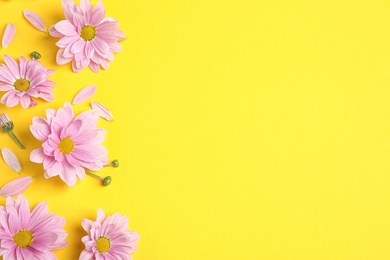 Beautiful pink chamomile flowers on yellow background, flat lay. Space for text