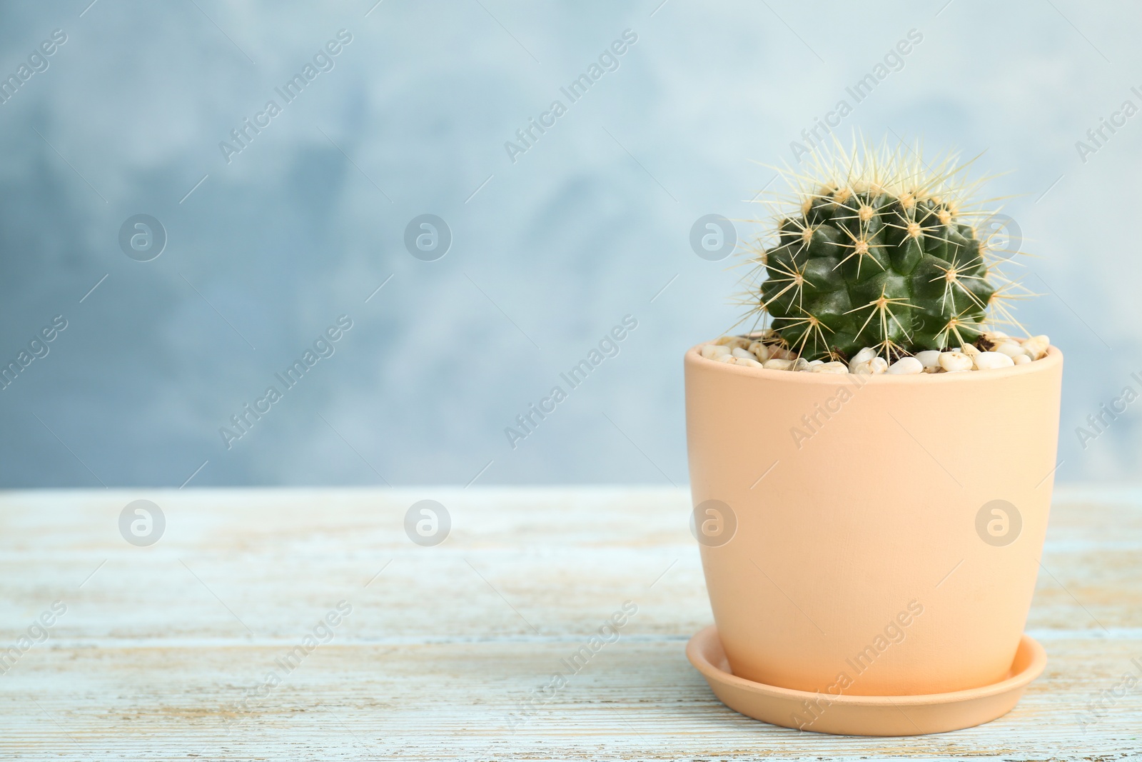 Photo of Beautiful cactus on table against color background