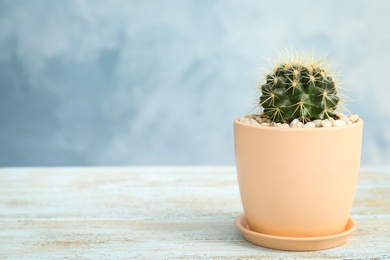 Beautiful cactus on table against color background