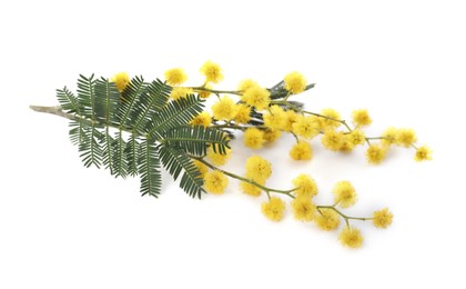 Photo of Beautiful mimosa branch with yellow flowers on white background