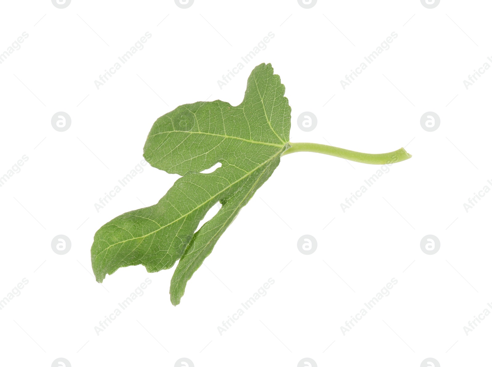 Photo of One green leaf of fig tree isolated on white