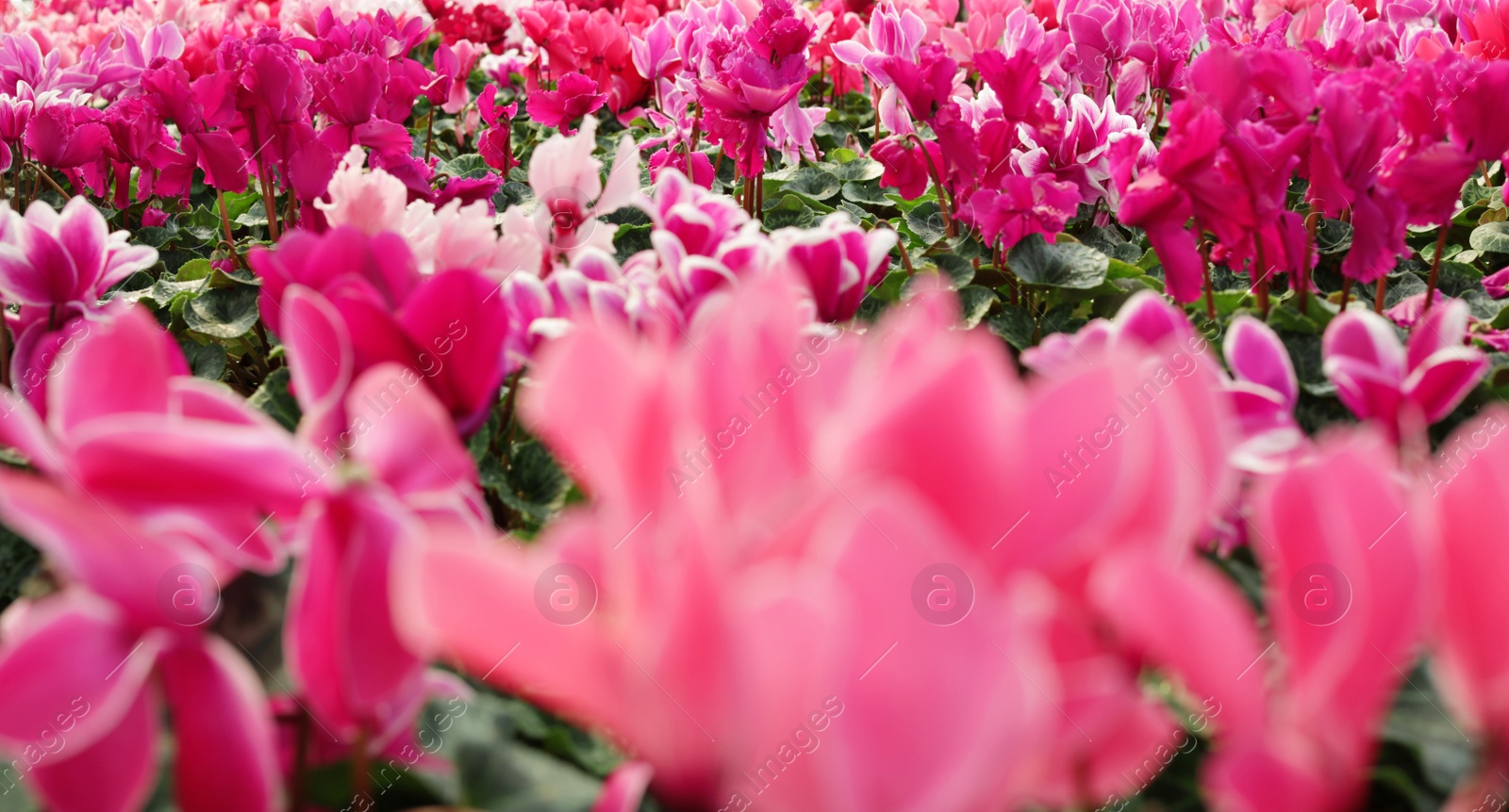 Photo of Many blooming flowers in greenhouse, closeup view. Home gardening