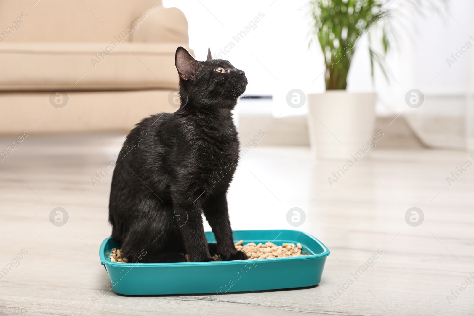 Photo of Cute black cat in litter box at home