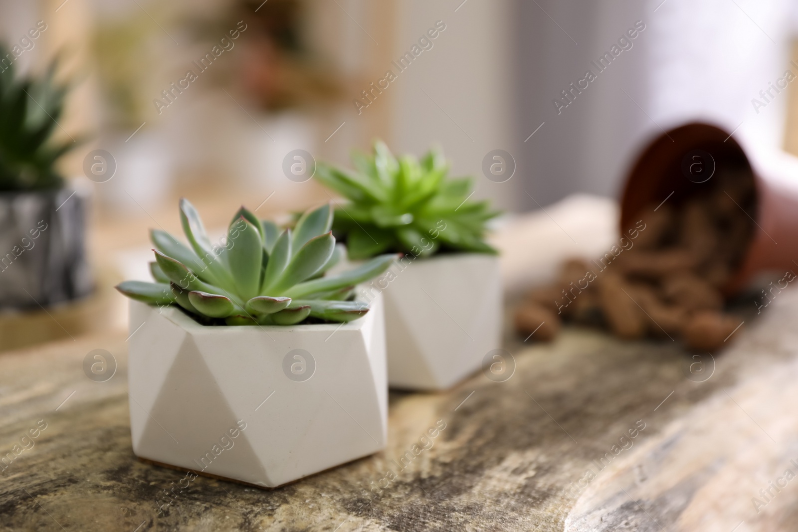 Photo of Beautiful potted succulents on wooden table indoors. Space for text