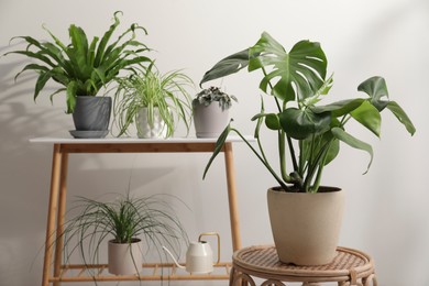 Photo of Green houseplants in pots near white wall, space for text