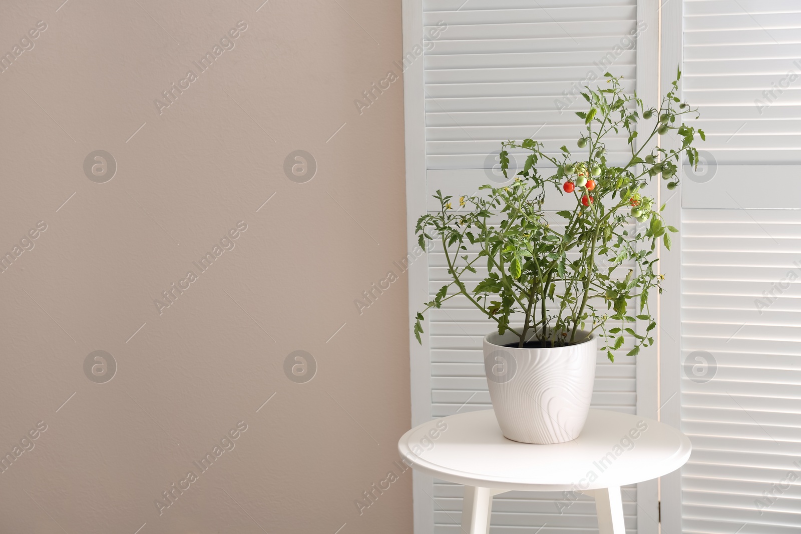 Photo of Tomato plant in pot on white table near light wall. Space for text