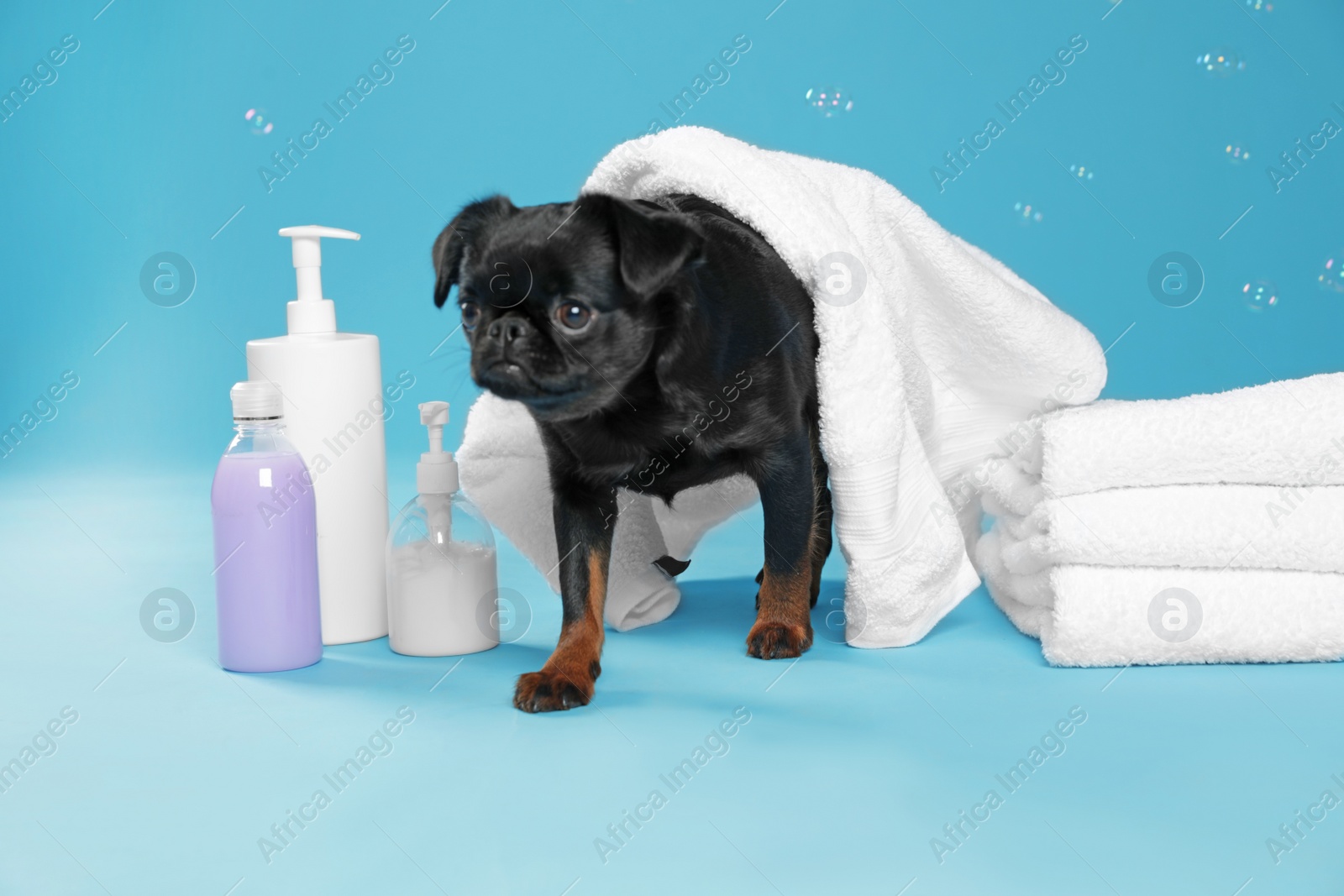 Photo of Cute black Petit Brabancon dog with bath accessories and bubbles on light blue background