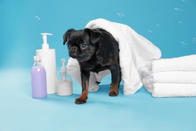 Cute black Petit Brabancon dog with bath accessories and bubbles on light blue background