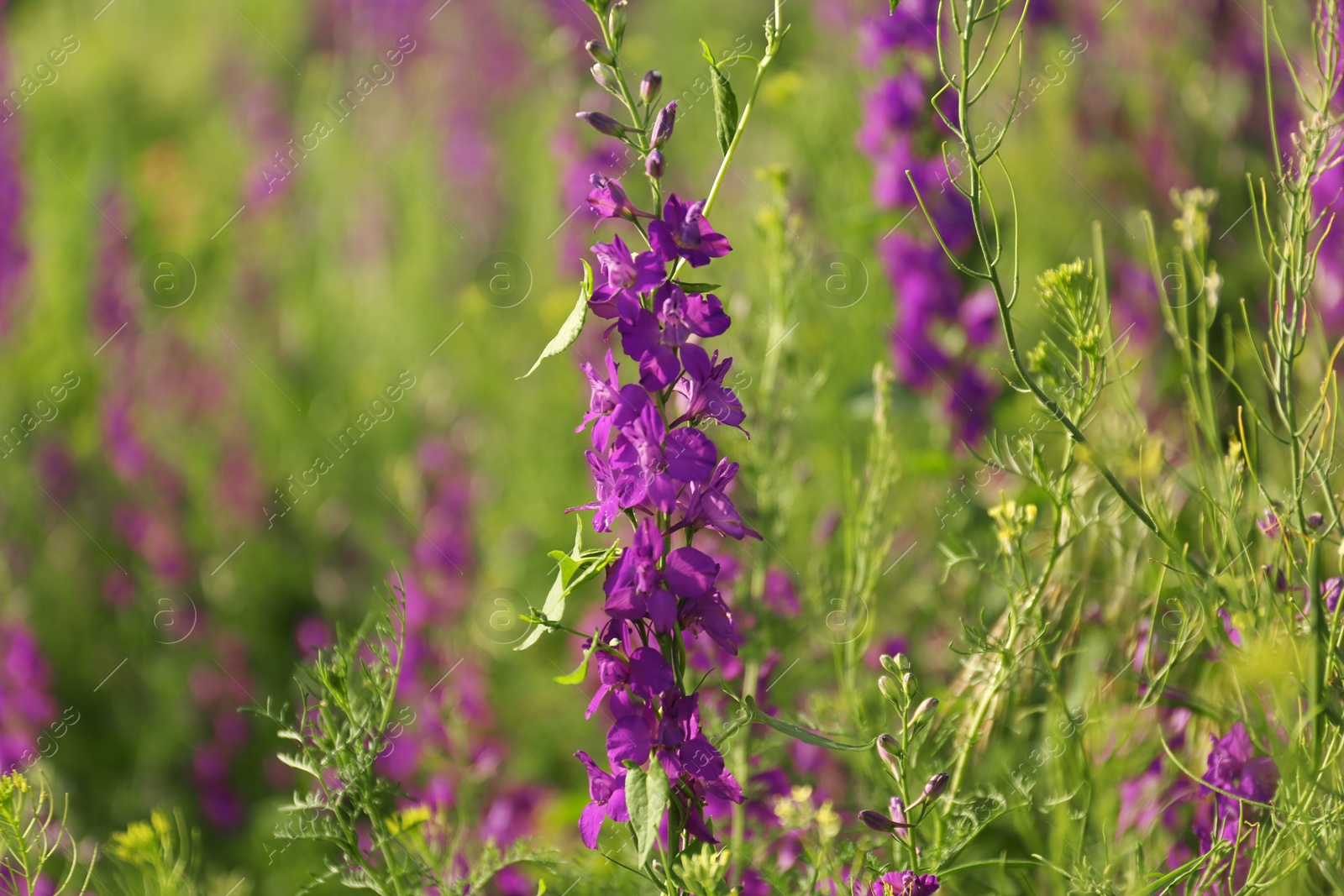 Photo of Beautiful wild flowers outdoors on sunny day. Amazing nature in summer