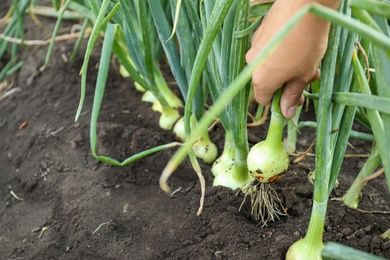 Woman harvesting fresh green onion in field, closeup