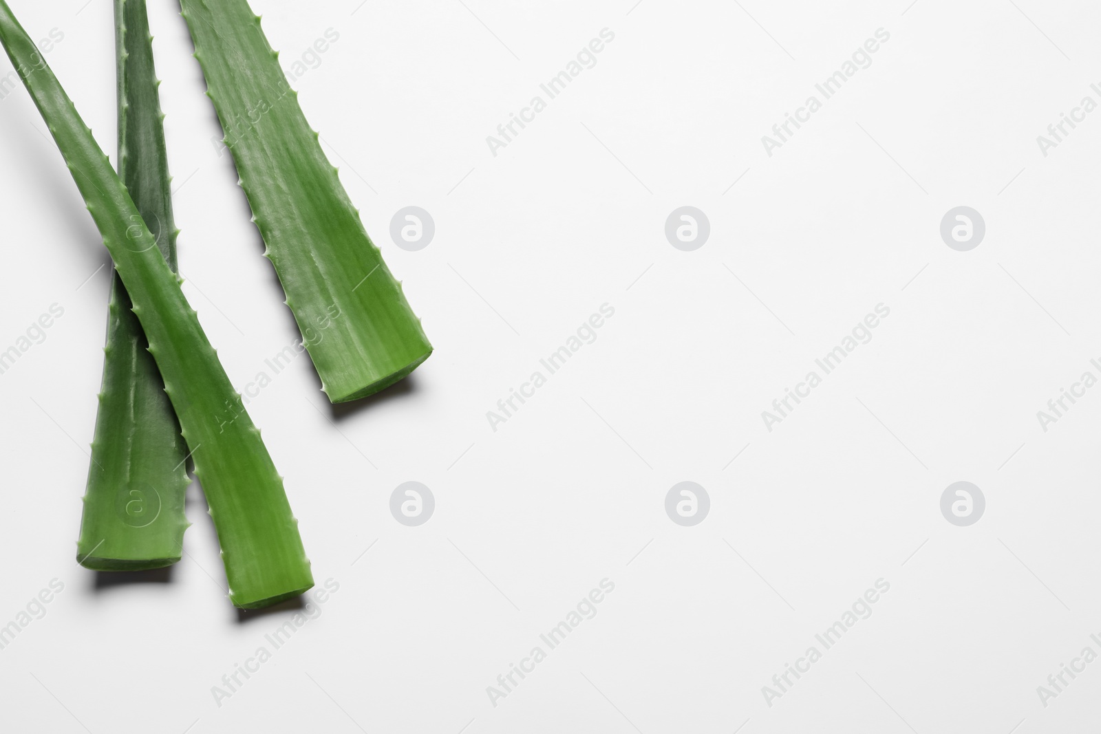 Photo of Fresh aloe vera leaves on white background. Space for text