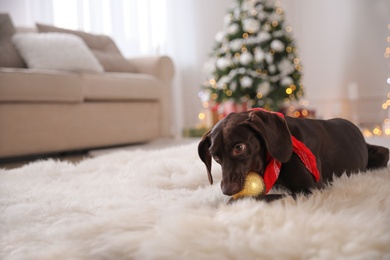 Photo of Cute dog with Christmas ball at home, space for text