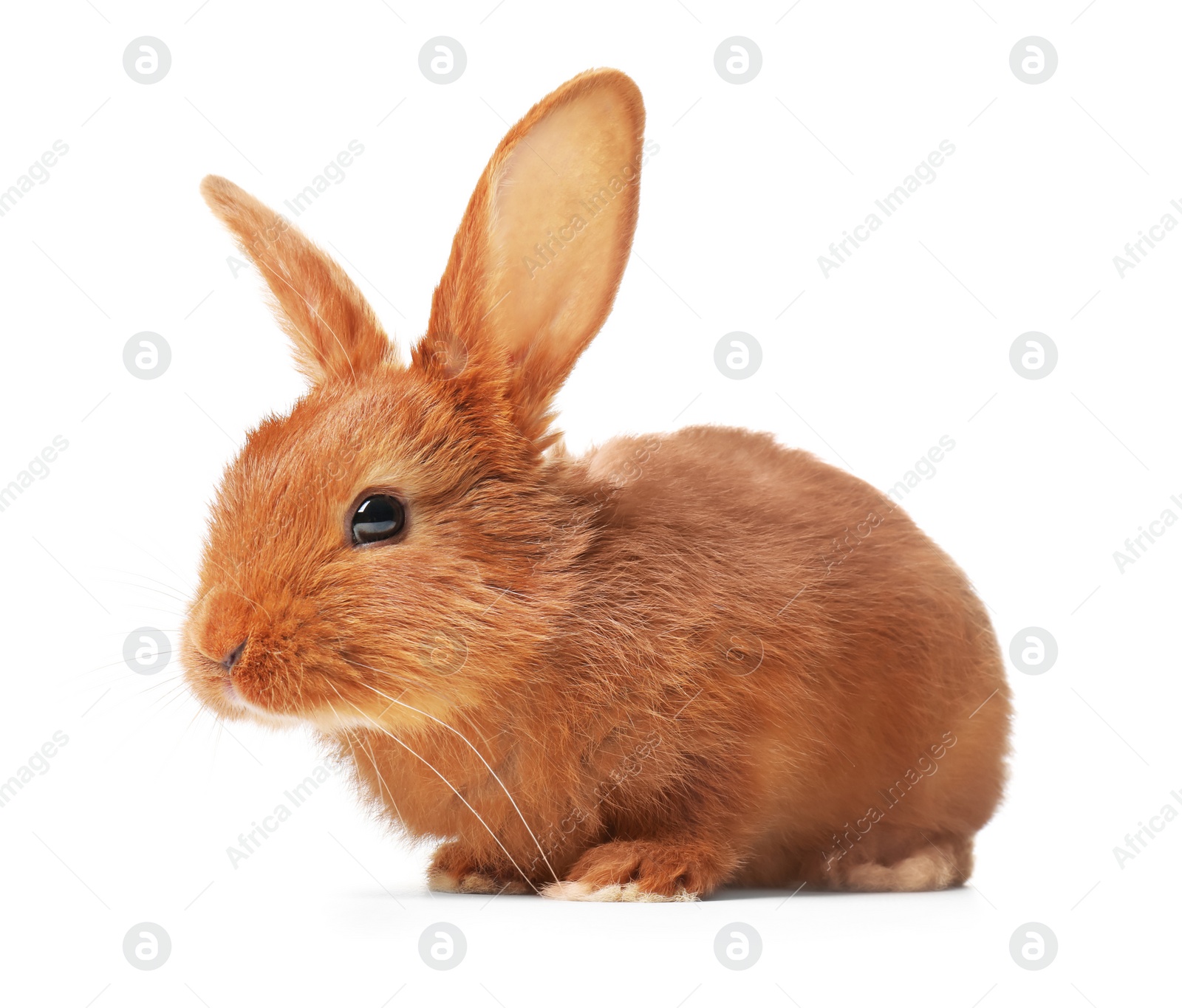 Photo of Adorable fluffy bunny rabbit on white background