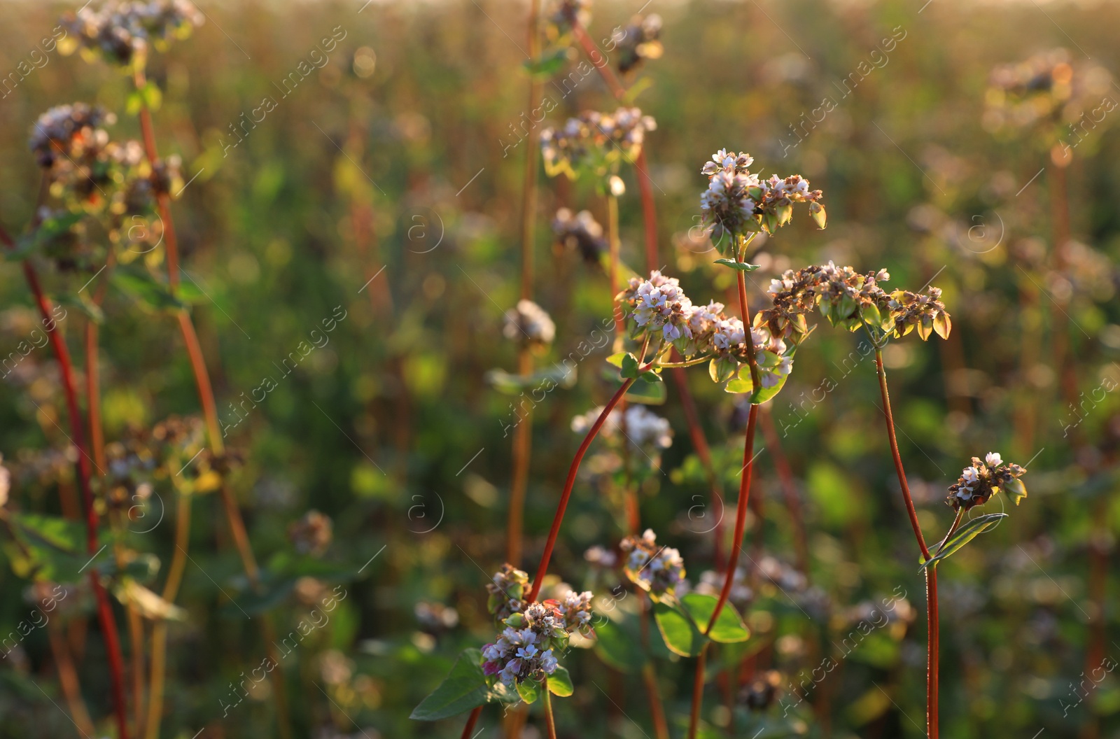 Photo of Many beautiful buckwheat flowers growing in field on sunny day