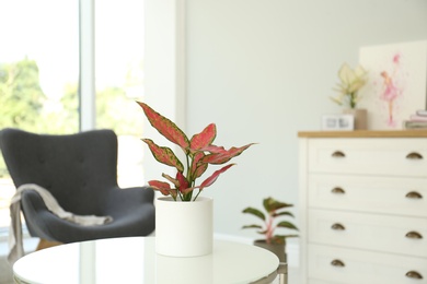 Photo of Beautiful houseplant on table in room, space for text