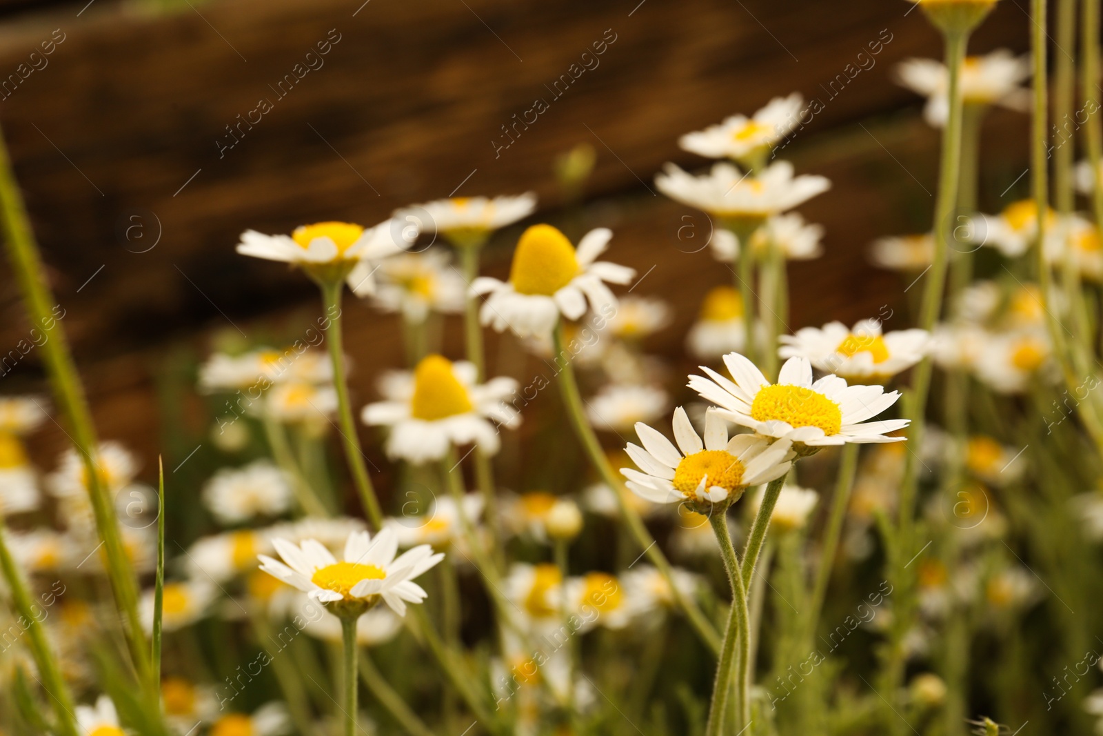 Photo of Beautiful chamomile flowers growing outdoors, closeup view