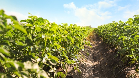 Beautiful field of potato bushes on sunny day