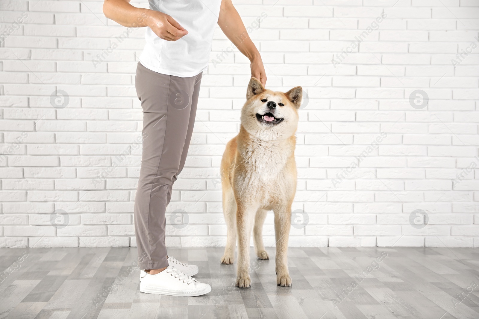 Photo of Young woman with adorable Akita Inu dog indoors. Champion training