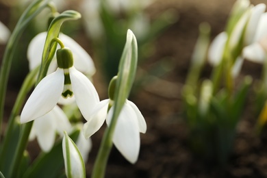 Photo of Beautiful snowdrops outdoors, closeup with space for text. Early spring flowers
