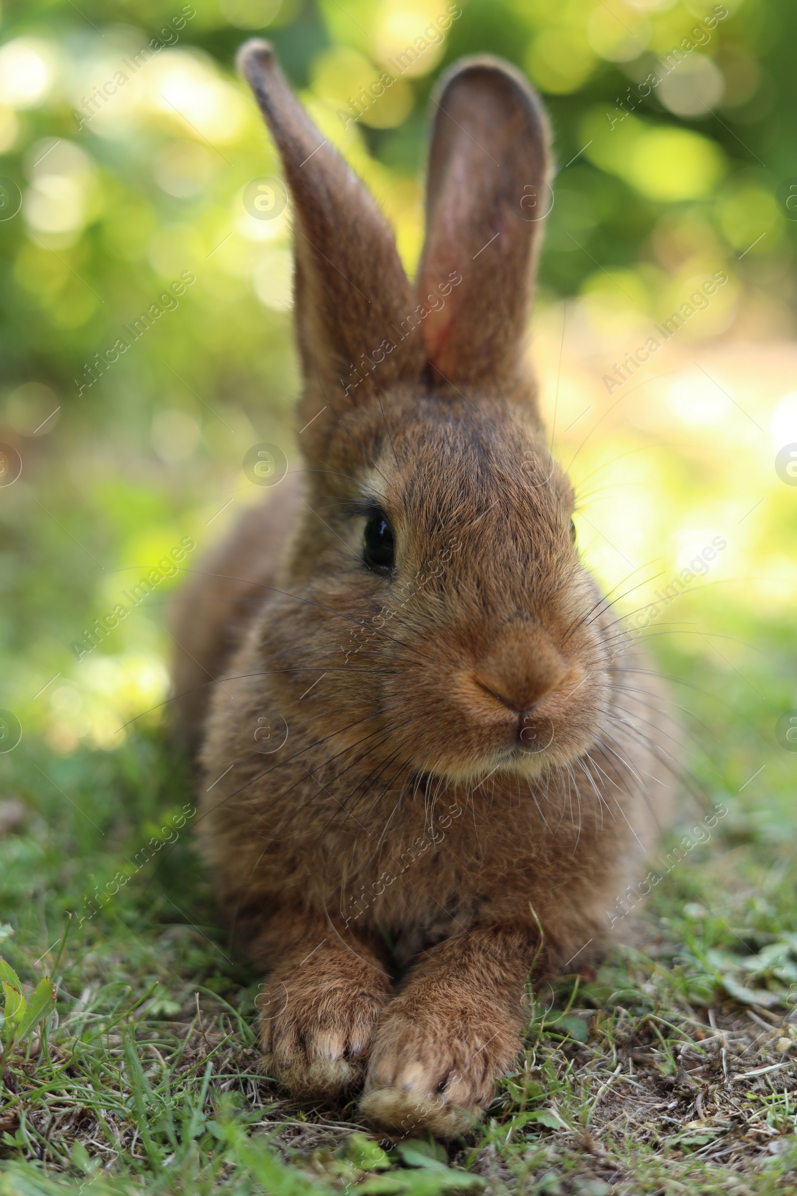 Photo of Cute fluffy rabbit on green grass outdoors