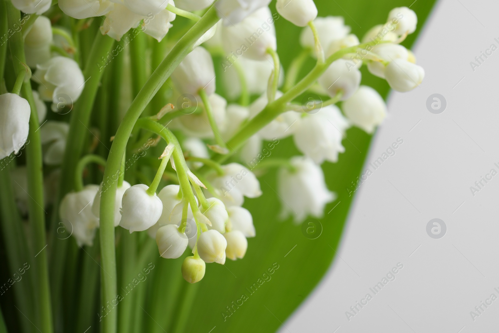 Photo of Beautiful lily of the valley flowers with leaves on light grey background, closeup