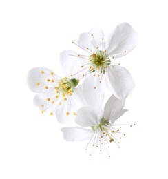 Photo of Beautiful spring tree blossoms isolated on white