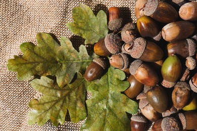 Photo of Pile of acorns and oak leaves on sack. Space for text
