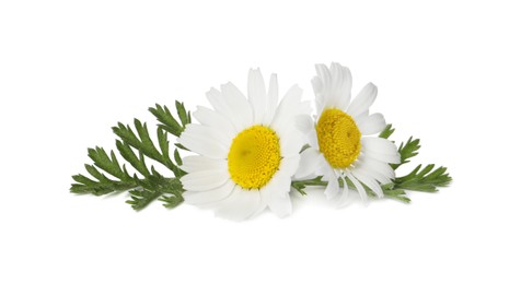 Photo of Beautiful chamomile flowers with green leaves on white background