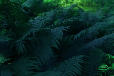 Photo of Beautiful fern with lush green leaves growing outdoors