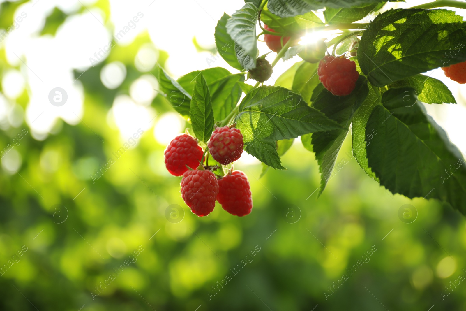 Photo of Raspberry bush with tasty ripe berries in garden, closeup