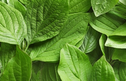 Beautiful spring green leaves as background