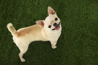 Photo of Adorable Toy Terrier on green grass, above view. Domestic dog