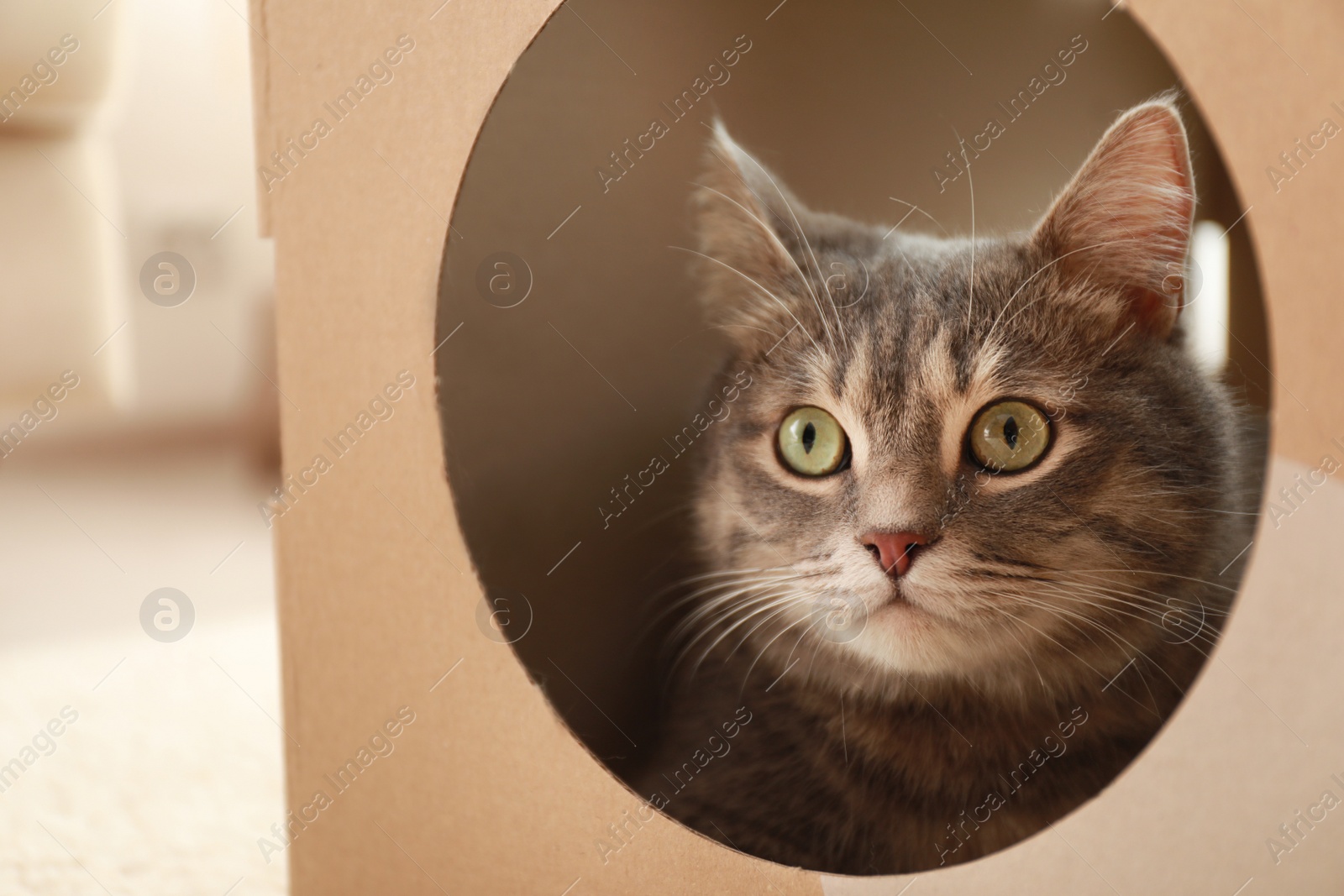 Photo of Cute grey tabby cat looking out of cardboard box at home, closeup