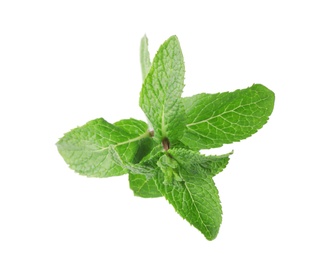 Photo of Branch of fresh mint isolated on white