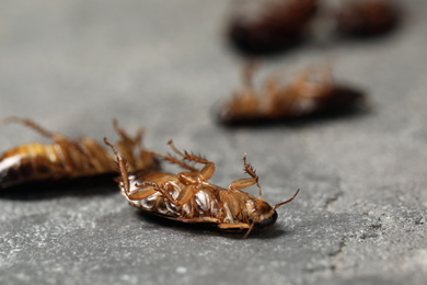 Photo of Dead brown cockroaches on grey stone background, closeup. Pest control