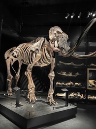 Life size skeleton of mammoth in museum