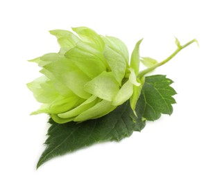 Photo of Fresh green hop with leaf on white background