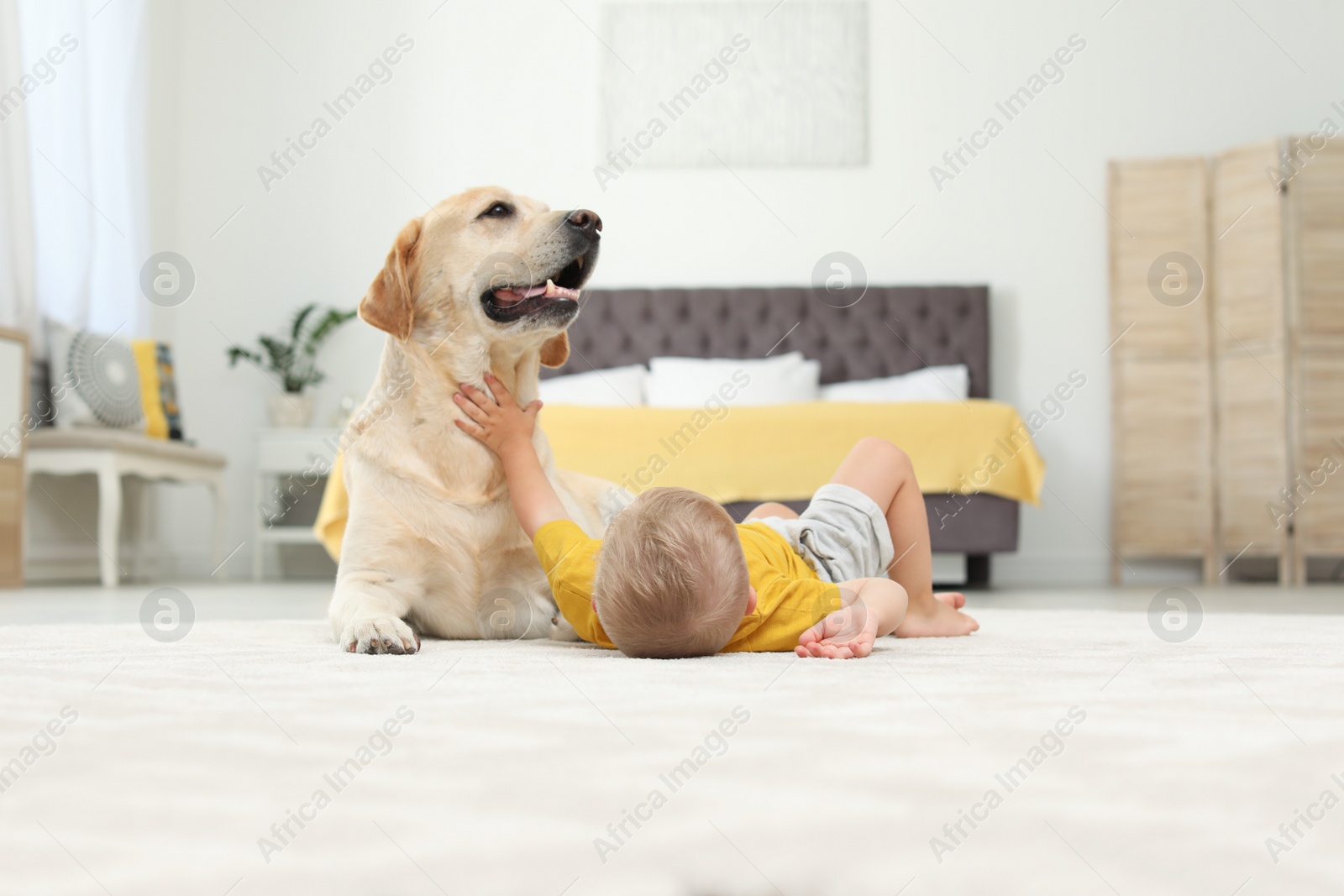 Photo of Adorable yellow labrador retriever and little boy at home