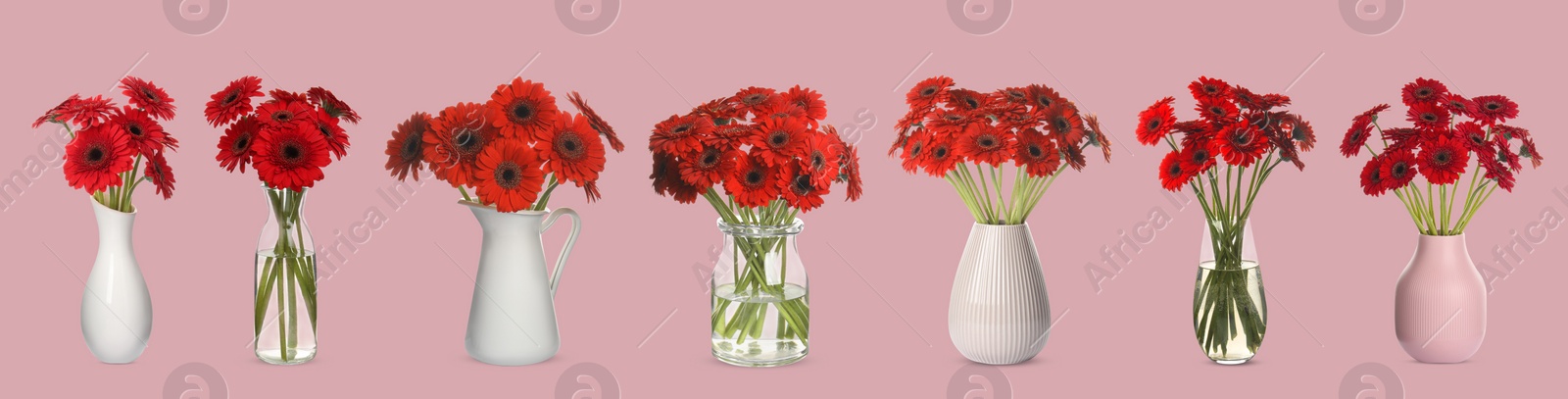 Image of Collage of stylish vases with beautiful gerbera bouquets on pink background. Banner design