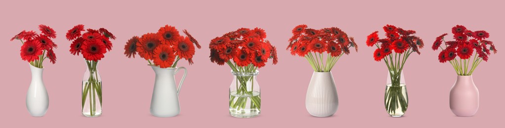 Image of Collage of stylish vases with beautiful gerbera bouquets on pink background. Banner design