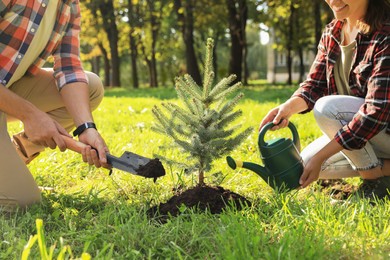 Couple planting conifer tree in park on sunny day, closeup