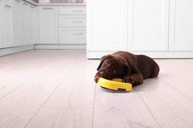 Cute chocolate Labrador Retriever puppy gnawing feeding bowl on floor in kitchen, space for text. Lovely pet