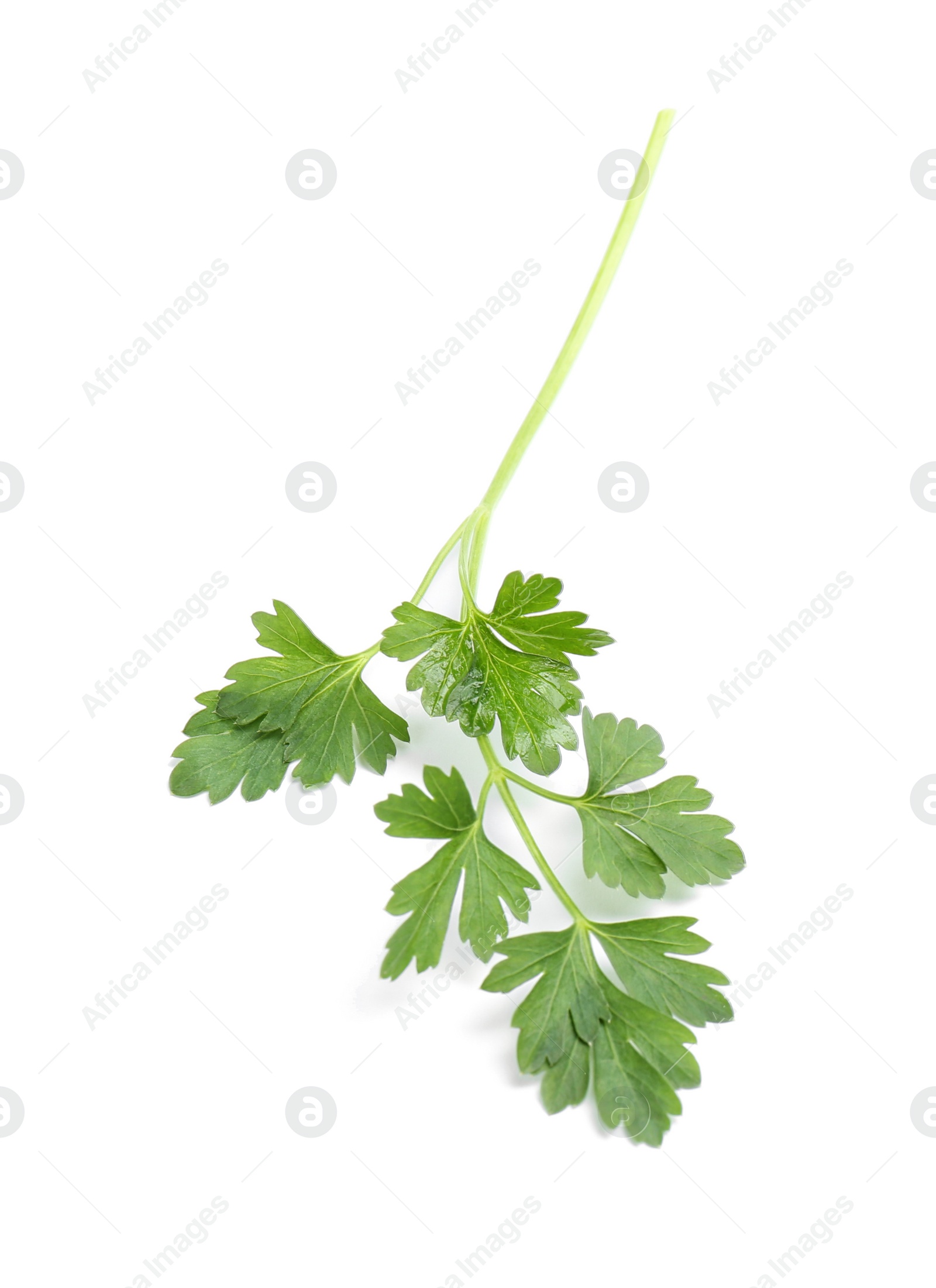 Photo of Leaves of fresh tasty parsley on white background