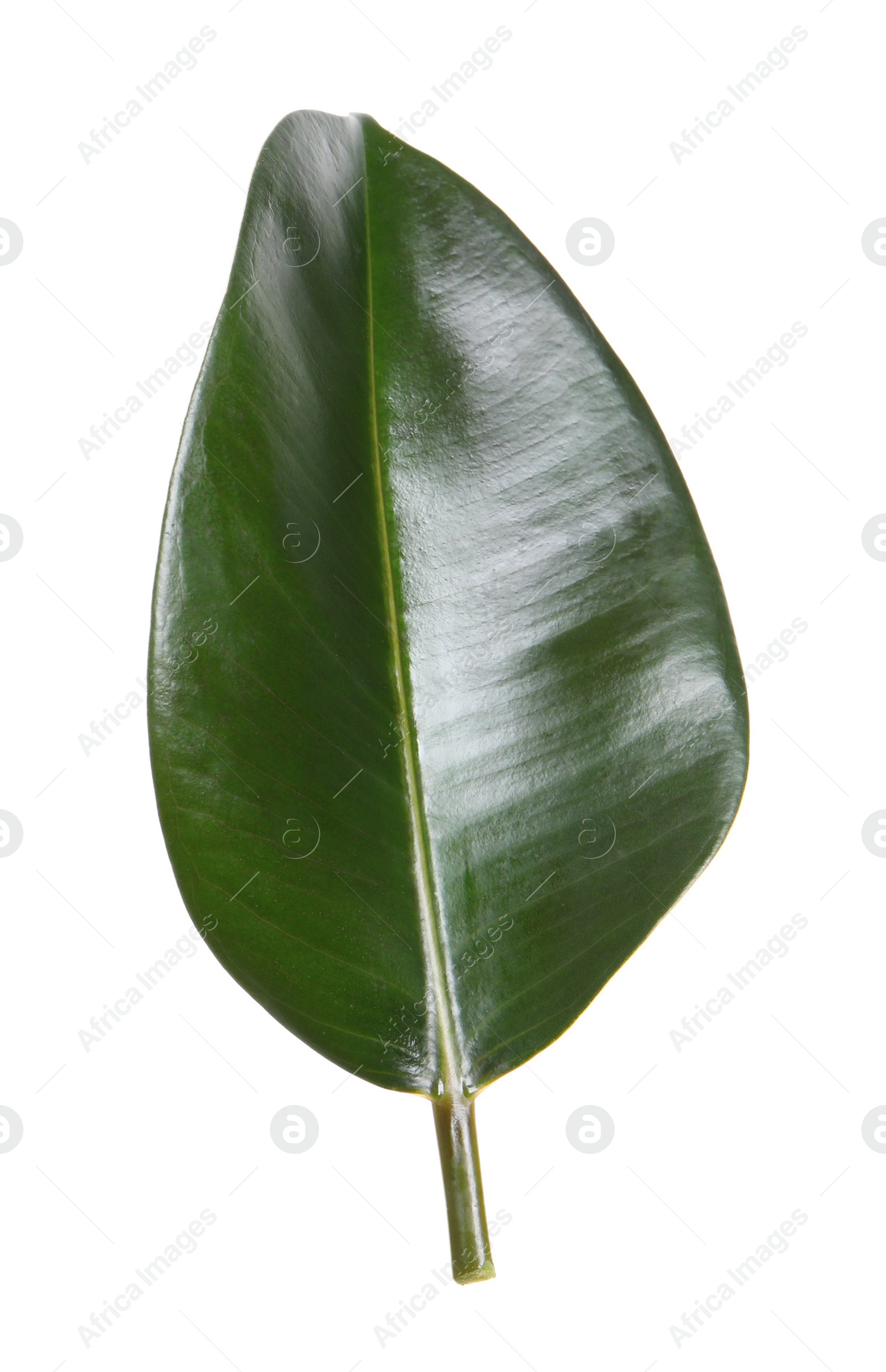 Photo of Fresh green leaf of Ficus elastica plant isolated on white