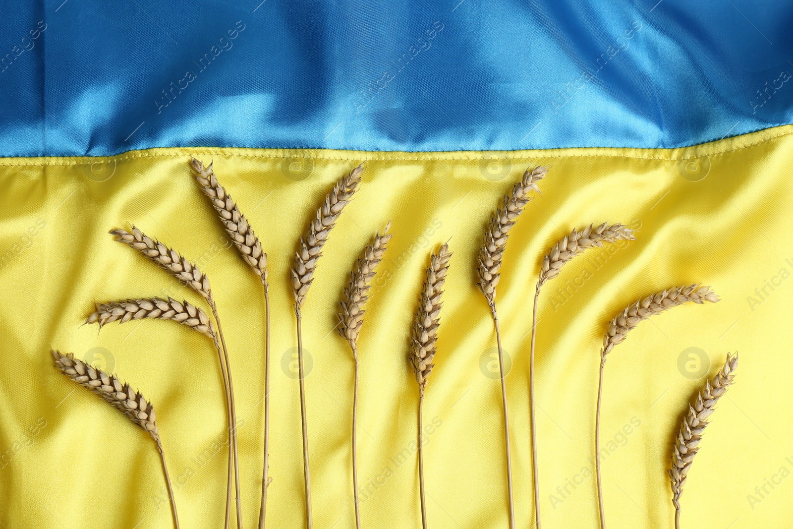 Photo of Ears of wheat on Ukrainian national flag, flat lay